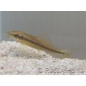 GYRINOCHEILUS AYMONIERI 