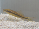 GYRINOCHEILUS AYMONIERI 