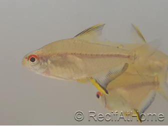 Tetra Citron - Hyphessobrycon Pulchripinnis