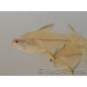 Tetra Citron - Hyphessobrycon Pulchripinnis