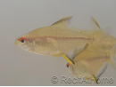 Tetra Citron - Hyphessobrycon Pulchripinnis