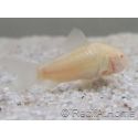 Corydoras de sterba albinos - Corydoras sterbai 