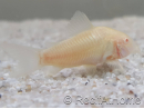 Corydoras de sterba albinos - Corydoras sterbai 