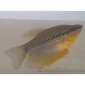 Gouramis - Trichogaster lerry