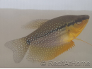 Gouramis - Trichogaster lerry