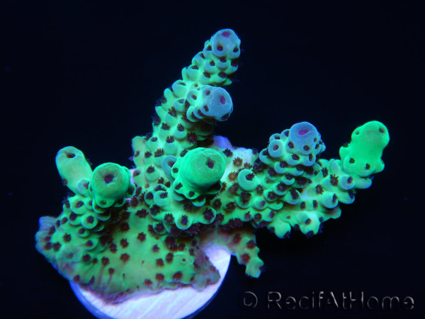 WYSIWYG Acropora sarmentosa 9A2