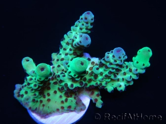 WYSIWYG Acropora sarmentosa 9A2