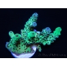 WYSIWYG Acropora sarmentosa 9A2