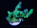 WYSIWYG Acropora sarmentosa 9A2