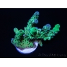WYSIWYG Acropora sarmentosa 9A2