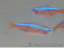Neon cardinalis - Paracheirodon axelrodi