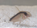 Corydoras arqué - Corydoras arcuatus