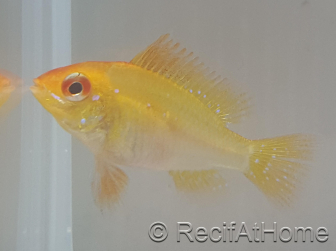 Ramirezi gold - Mikrogeophagus ramirezi Taille L (3.5-4 cm)