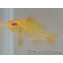 Ramirezi gold - Mikrogeophagus ramirezi Taille L (3.5-4 cm)