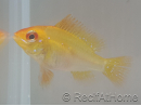 Ramirezi gold - Mikrogeophagus ramirezi Taille L (3.5-4 cm)