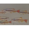 Néon chinois - Tanichthys albonubes