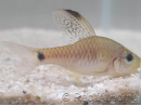 Barbus drapeau - Oreichthys crenuchoides 