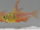 Tétra de Rio - Hyphessobrycon flammeus