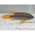 APISTOGRAMMA AGASSIZII SUPER RED 