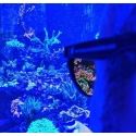 Coral viewing sunglass