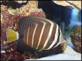 Zebrasoma veliferum