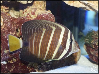Zebrasoma veliferum
