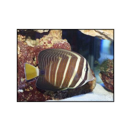 Zebrasoma veliferum