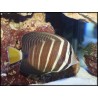 Zebrasoma veliferum