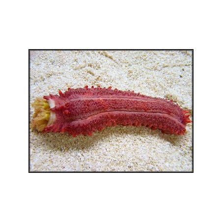 Pentacta anceps