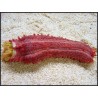 Pentacta anceps