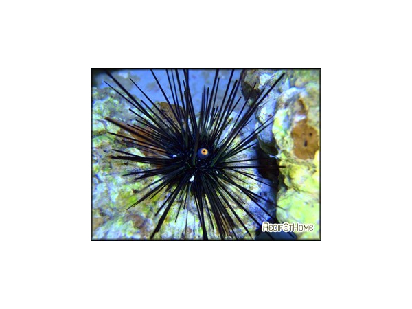 Diadema setosum