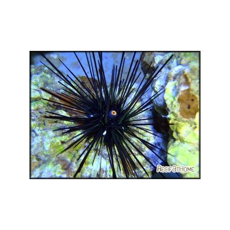 Diadema setosum