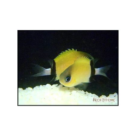 Chromis retrofasciata