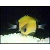 Chromis retrofasciata