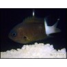 Chromis bicolor