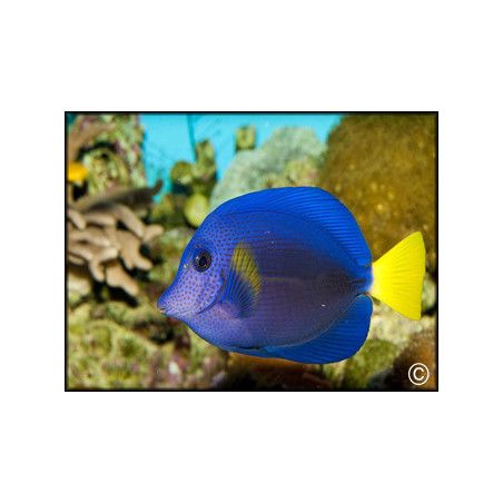 Zebrasoma xanthurum