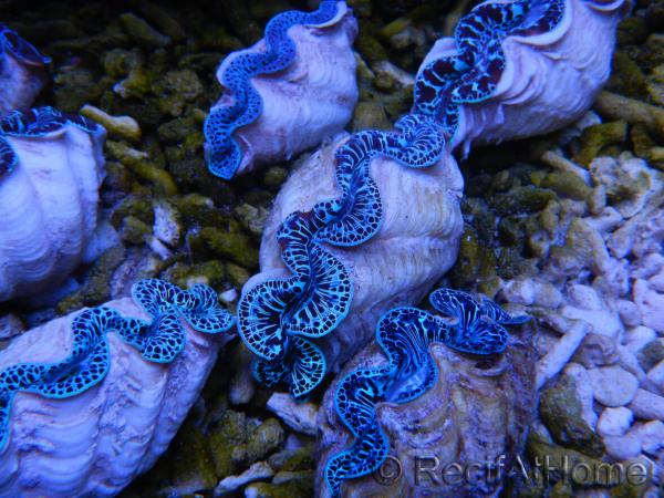 Tridacna maxima ultra bleu SM 5-7 cm