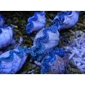 Tridacna maxima ultra bleu SM 5-7 cm