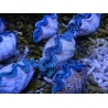 Tridacna maxima ultra bleu SM 5-7 cm
