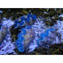Tridacna maxima ultra bleu SM 5-7 cm