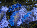 Tridacna maxima ultra bleu SM 5-7 cm
