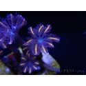 Clavularia Orange firework tip clove Polyps