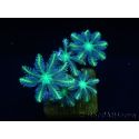 Clavularia Yellow tip clove Polyps