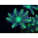 Clavularia Yellow tip clove Polyps