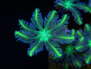 Clavularia Yellow tip clove Polyps