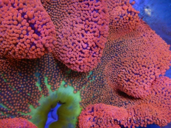 WYSIWYG Stichodactyla haddoni Rainbow ULTRA XXL