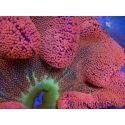 WYSIWYG Stichodactyla haddoni Rainbow ULTRA XXL