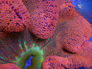 WYSIWYG Stichodactyla haddoni Rainbow ULTRA XXL