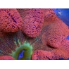 WYSIWYG Stichodactyla haddoni Rainbow ULTRA XXL