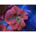WYSIWYG Stichodactyla haddoni Rainbow ULTRA XXL